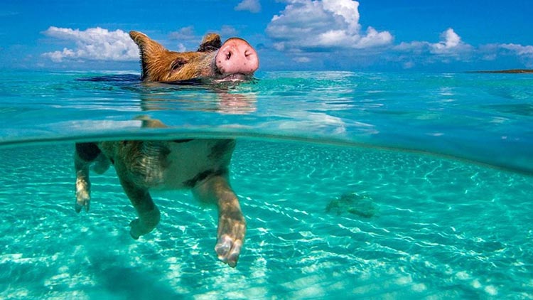 Raj za svinje