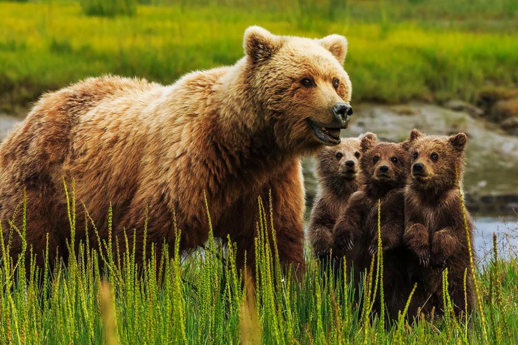 Parco Nazionale d’Abruzzo