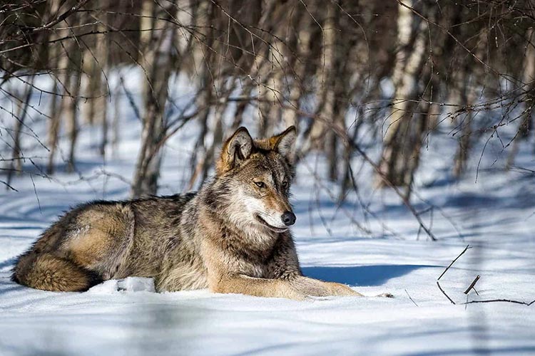 Parco Nazionale d’Abruzzo